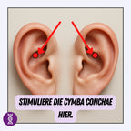 NeuroVitalElektrode: Für die beidseitige Anbringung an der Cymba Conchae